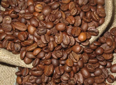 Forskel på Arabica eller Robusta