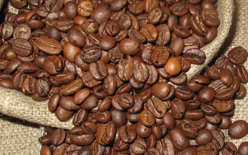 Forskel på Arabica eller Robusta